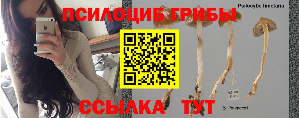 Ульяновск  Псилоцибиновые грибы GOLDEN TEACHER  Вход с VPN  Галлюциногенные грибы мицелий 